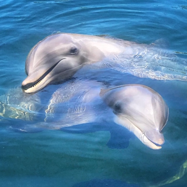 Dolphin Hunting, Indonesia