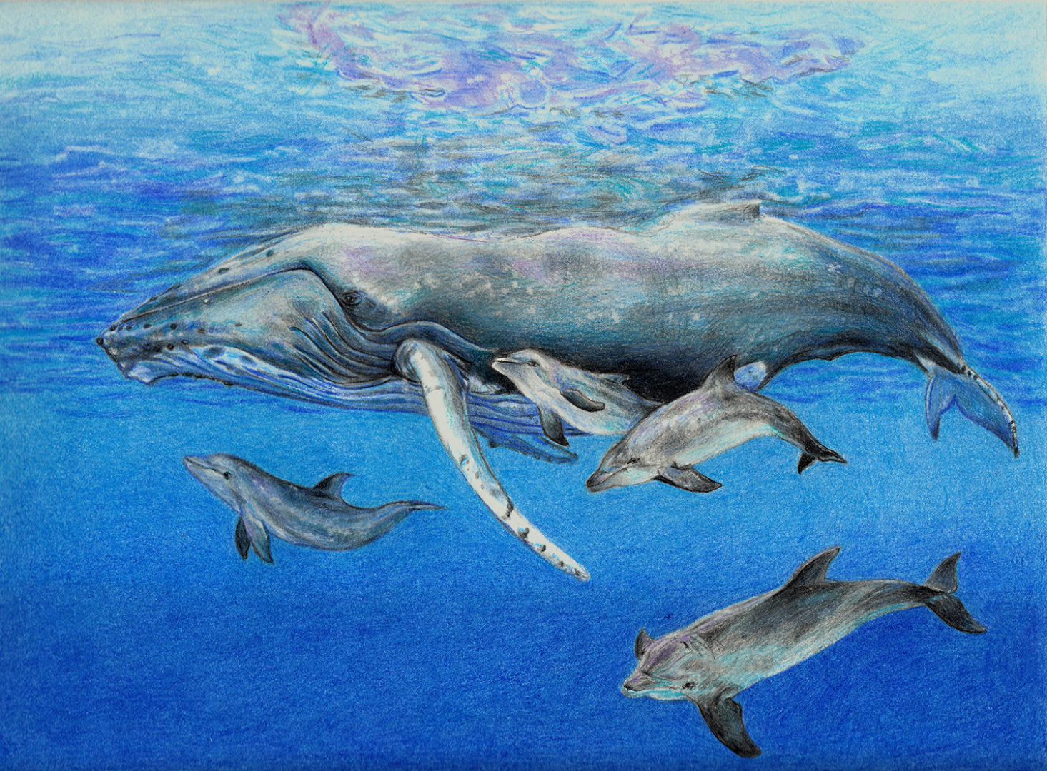 OPS Feature Artist - Oceanic Preservation Society