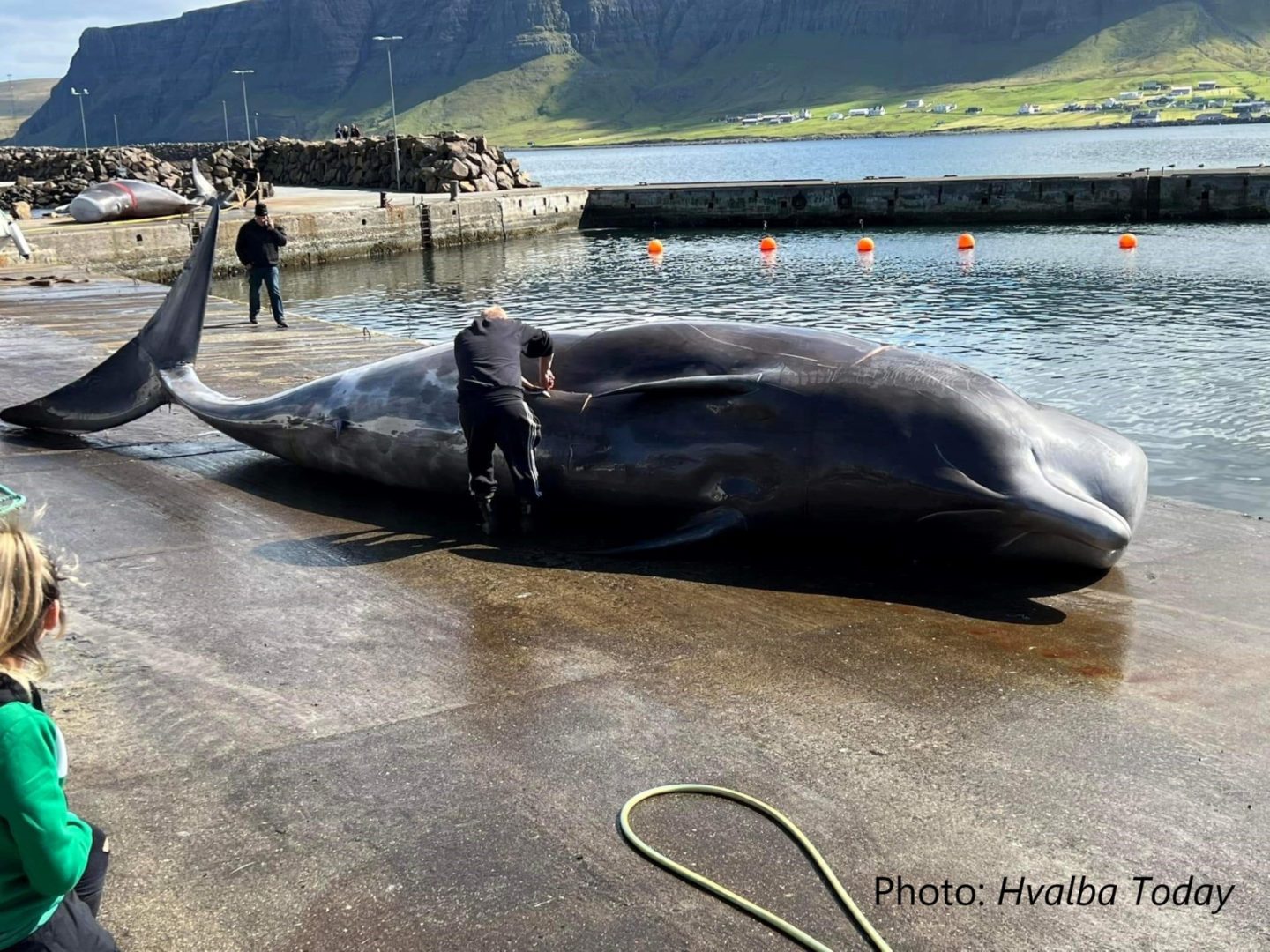 Whaling is—not yet—a thing of the past - OPS Productions