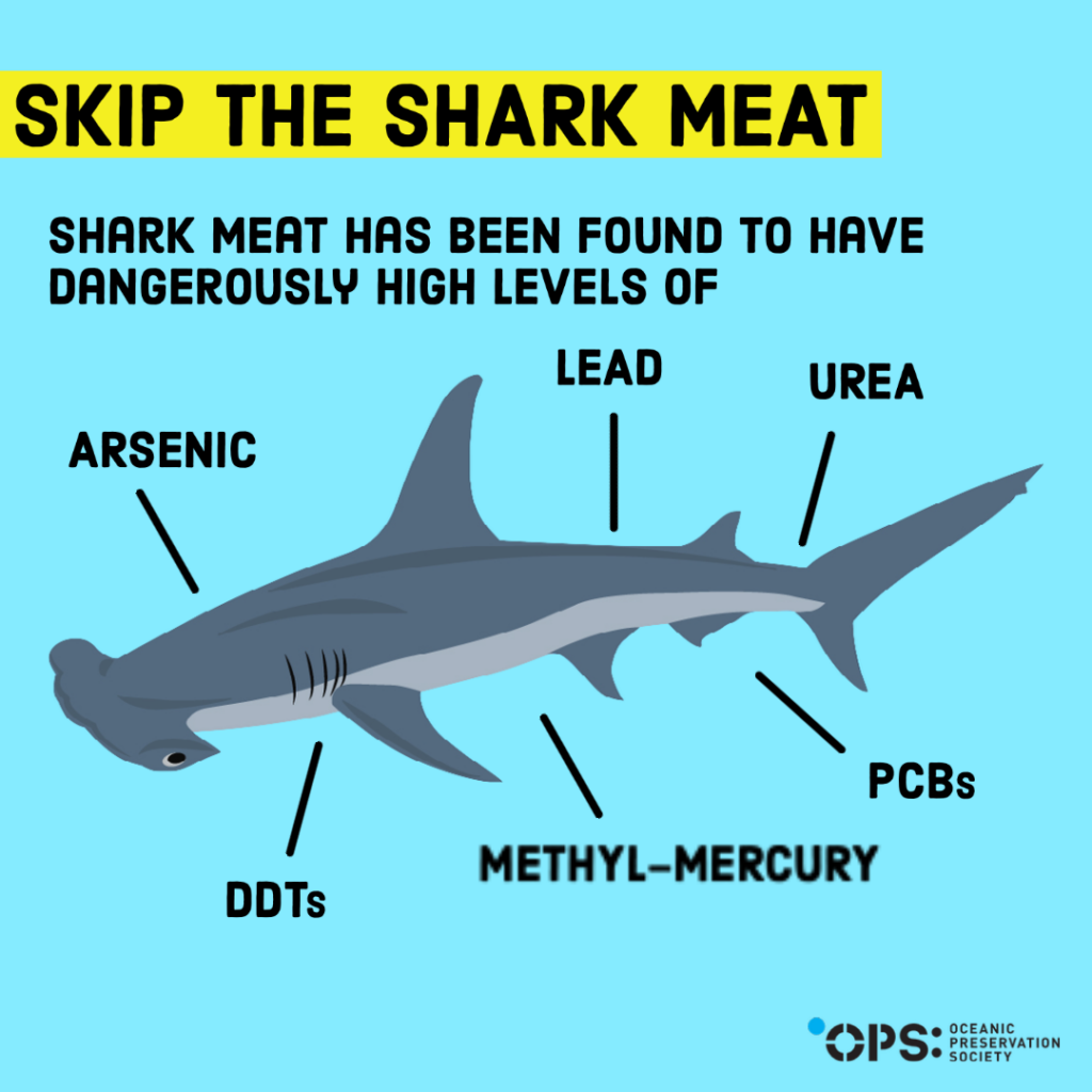 Dangers Of Eating Shark Meat