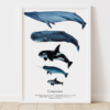 Janavi Kramer Cetaceans Print