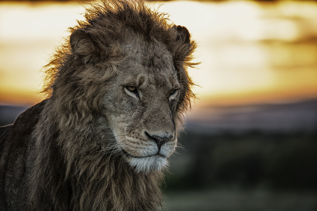 TWZ Mufasa Lion