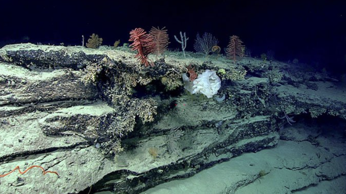 The Blake Plateau: 50 Years Later, The Ocean Still Remembers - OPS ...